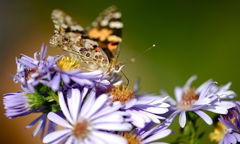 Обои цветы, насекомое, бабочка, крылья, cvety, babochka, makro, priroda, flowers, insect, butterfly, wings разрешение 2557x1577 Загрузить