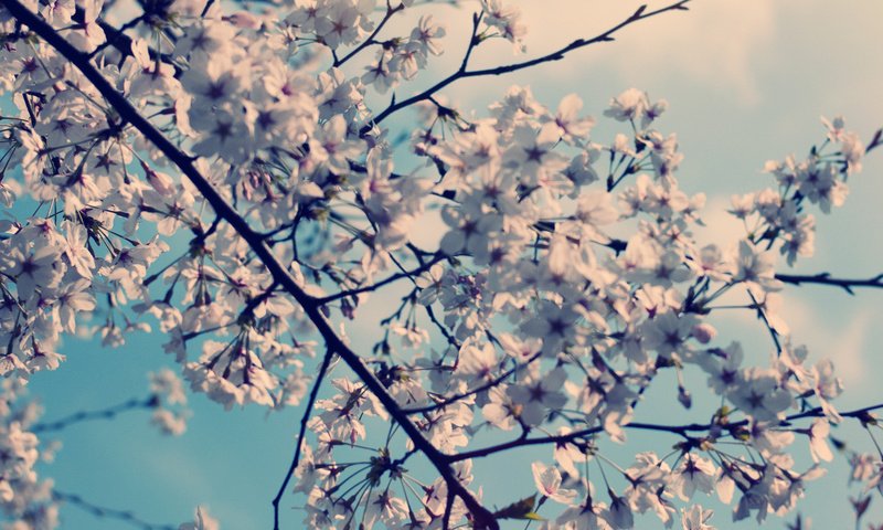 Обои цветы, природа, дерево, цветение, весна, вишня, flowers, nature, tree, flowering, spring, cherry разрешение 3300x1292 Загрузить