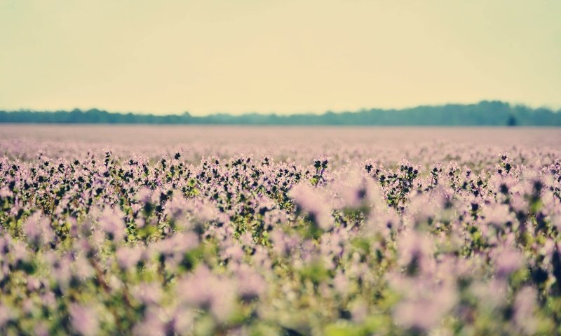 Обои цветы, поле, лаванда, полюс, cvety, priroda, flowers, field, lavender, pole разрешение 2563x1697 Загрузить