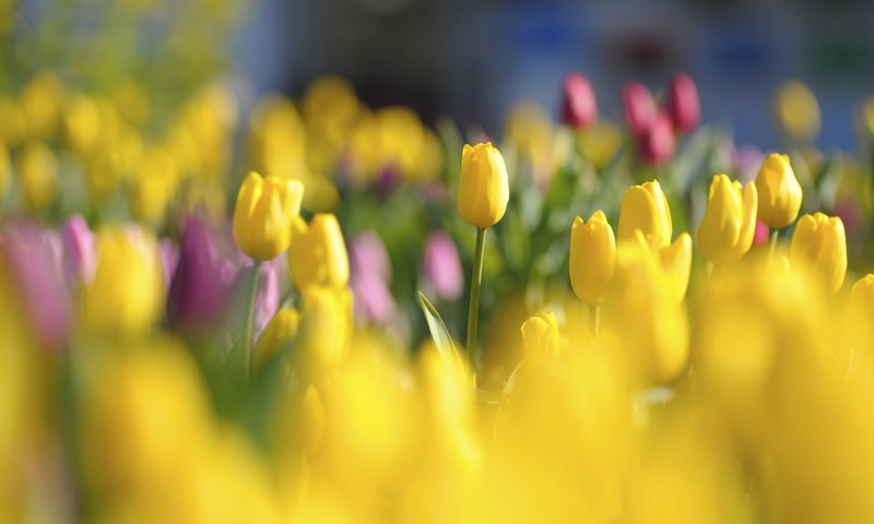 Обои цветы, tyulpany, butony, бутоны, krasnye, yarkie, красные, polya, поляна, тюльпаны, яркие, желтые, cvety, zheltye, flowers, buds, red, glade, tulips, bright, yellow разрешение 2128x1416 Загрузить