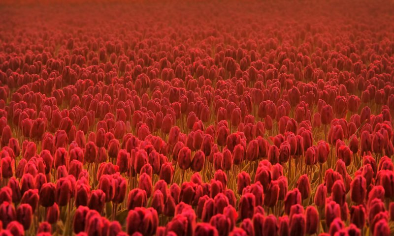 Обои цветы, vesennie, поле, красные, тюльпаны, много, cvety, vesna, leto, cvetok, tyulpany, cvetki, flowers, field, red, tulips, a lot разрешение 2560x1600 Загрузить