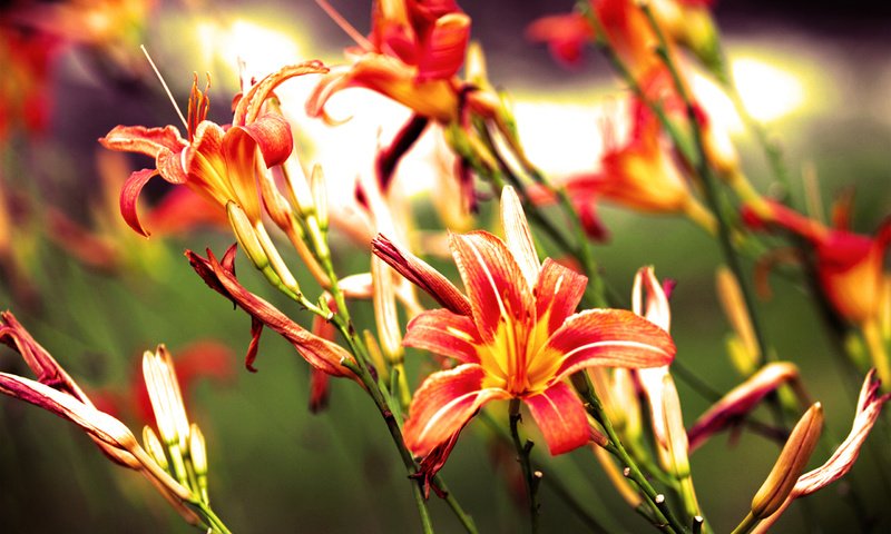 Обои cvety, krasota, priroda, makro foto разрешение 2560x1600 Загрузить