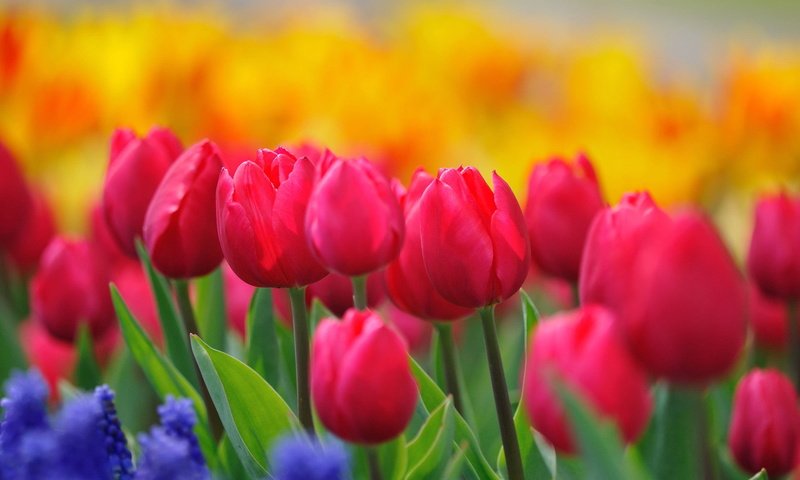 Обои cvety, tyulpany, butony, rozovye, stebli, malinovye, zhe разрешение 2144x1424 Загрузить