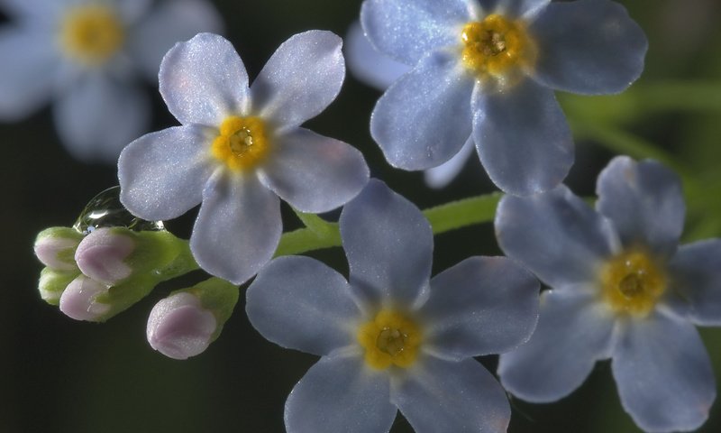 Обои цветы, макро, роса, капля, незабудки, голубые, flowers, macro, rosa, drop, forget-me-nots, blue разрешение 2560x1600 Загрузить