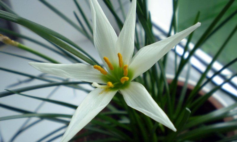 Обои белый цветок, white flower разрешение 2816x2112 Загрузить