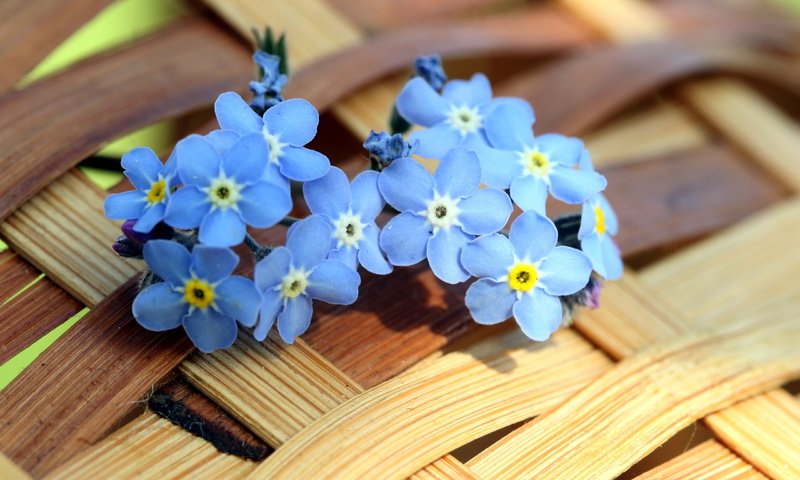 Обои цветы, лепестки, незабудки, голубые, корзинка, маленькие, fon, cvety, leto, flowers, petals, forget-me-nots, blue, basket, small разрешение 2560x1600 Загрузить