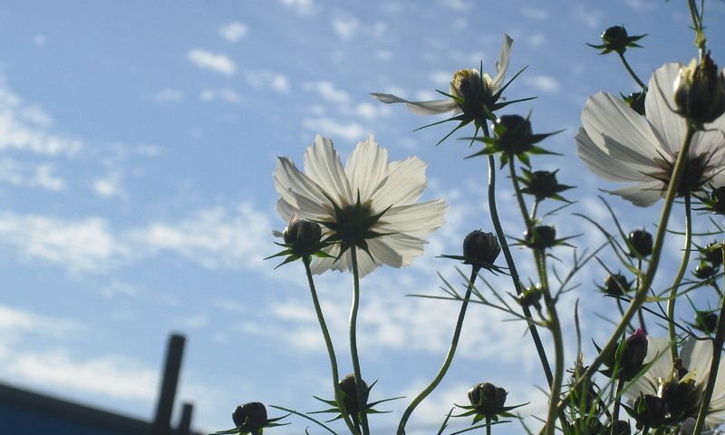 Обои небо, цветы, облака, лепестки, стебли, космея, cvety, leto, nebo, the sky, flowers, clouds, petals, stems, kosmeya разрешение 3456x2304 Загрузить