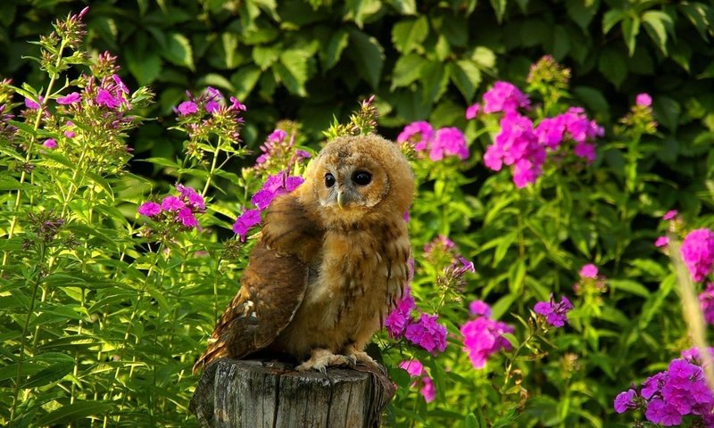 Обои цветы, трава, сова, лето, хищник, птица, пенек, flowers, grass, owl, summer, predator, bird, stump разрешение 1920x1200 Загрузить