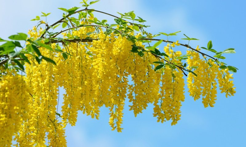 Обои весна, жёлтая, vid, kartinka, krasivo, oboi, krupno, акация, мимоза, spring, yellow, acacia, mimosa разрешение 2560x1600 Загрузить