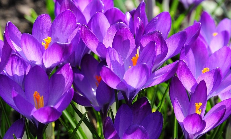 Обои весна, сиреневый, крокусы, spring, lilac, crocuses разрешение 1920x1200 Загрузить