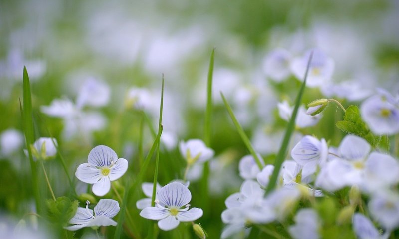 Обои цветы, зелень, поляна, cvety, vesna, priroda, flowers, greens, glade разрешение 1936x1296 Загрузить