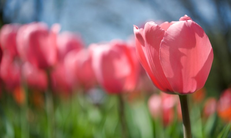 Обои тюльпаны, rozovyj, vesna, polyana, cvetok, tyulpan, buton, stebel, tulips разрешение 4256x2828 Загрузить