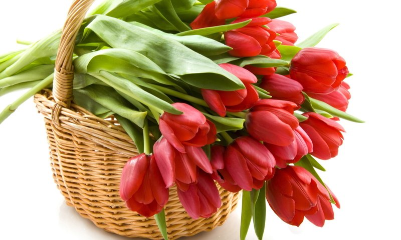 Обои цветы, красные, корзина, тюльпаны, korzina, tyulpany, krasnye, flowers, red, basket, tulips разрешение 1920x1080 Загрузить