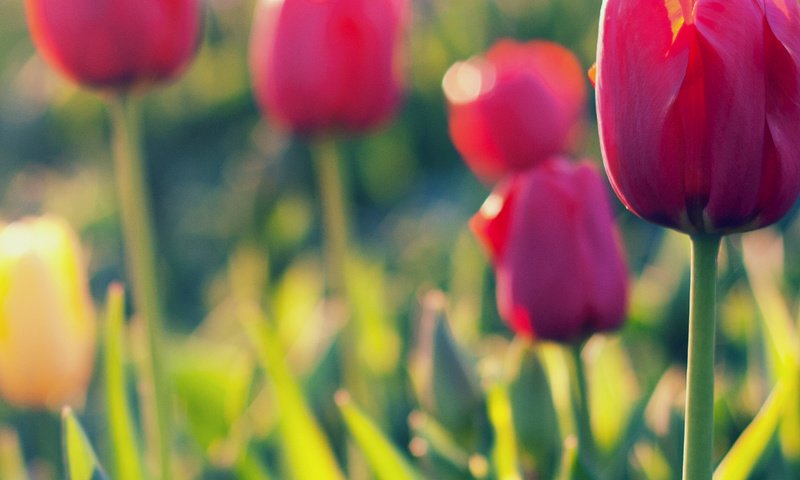 Обои цветы, тюльпаны, полюс, деревье, zheltye, tyulpany, krasnye, розмытость, леспестки, flowers, tulips, pole, f, razmytost, lepestki разрешение 3888x1280 Загрузить