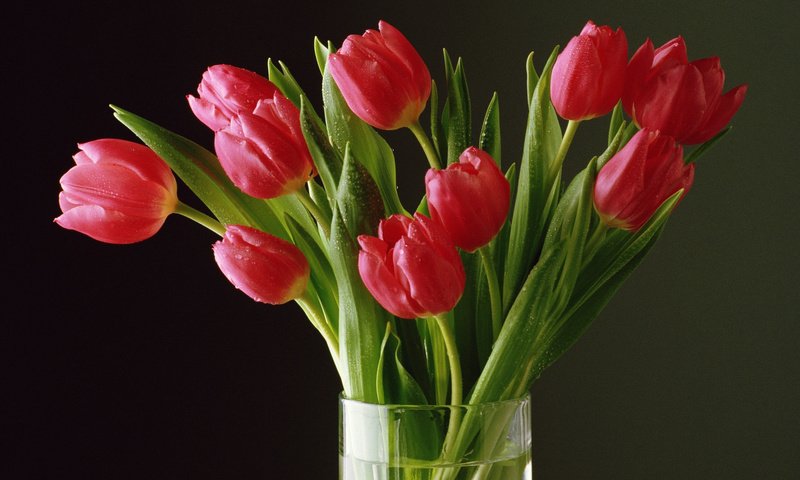Обои цветы, бутоны, лепестки, букет, тюльпаны, tyulpany, rasteniya, flowers, buds, petals, bouquet, tulips разрешение 1920x1200 Загрузить