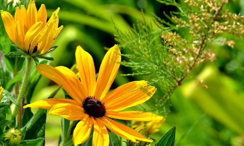 Обои cvety, krasota, leto, priroda разрешение 2560x1440 Загрузить