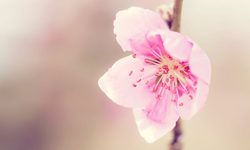 Обои макро, цветок, розовый, сакура, нежность, rozovyj, nezhnost, nastroenie, macro, flower, pink, sakura, tenderness разрешение 2560x1600 Загрузить