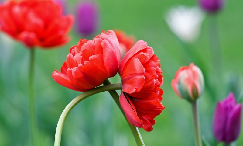 Обои цветы, лето, красный, бутонв, flowers, summer, red, butonu разрешение 1920x1200 Загрузить
