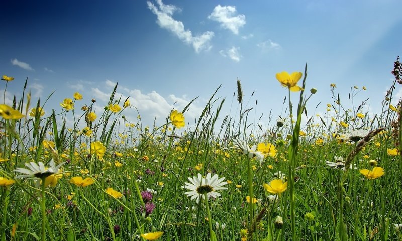 Обои цветы, поле, ромашка, полевые, flowers, field, daisy разрешение 1920x1200 Загрузить