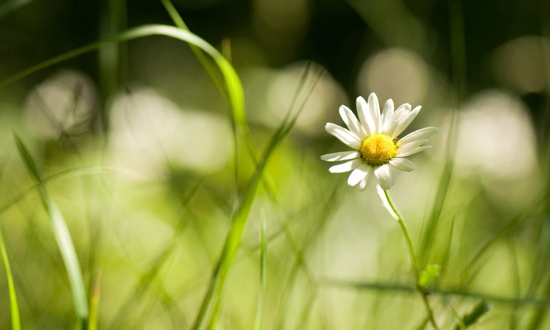 Обои цветы, трава, ромашка, травка, полевые, flowers, grass, daisy, weed, field разрешение 3008x2000 Загрузить