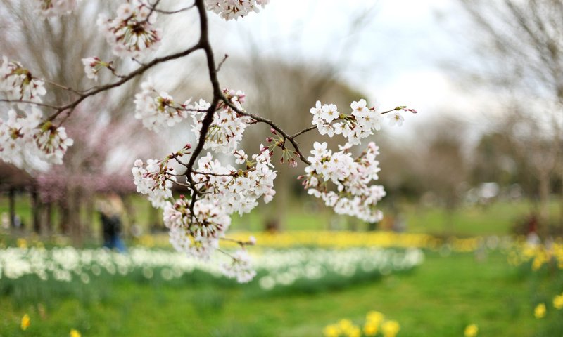 Обои ветка, дерево, цветение, весна, вишня, сакура, branch, tree, flowering, spring, cherry, sakura разрешение 2400x1600 Загрузить