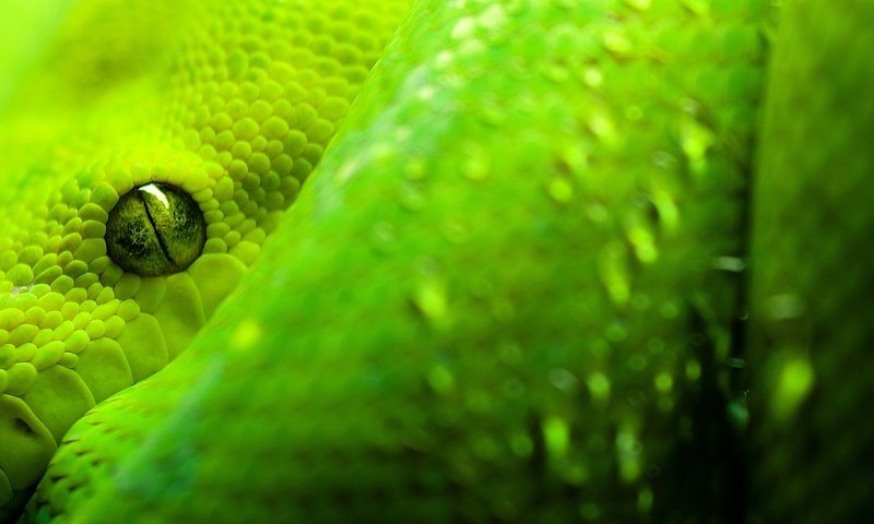 Обои макро, грин, змея, глаз, зеленая, чешуя, глазок, змейка, пресмыкающиеся, пресмыкающееся, reptile, macro, snake, eyes, green, scales, eye, reptiles разрешение 1920x1080 Загрузить