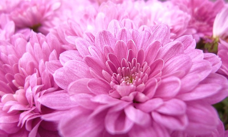 Обои цветы, макро, розовые, георгины, flowers, macro, pink, dahlias разрешение 1920x1080 Загрузить