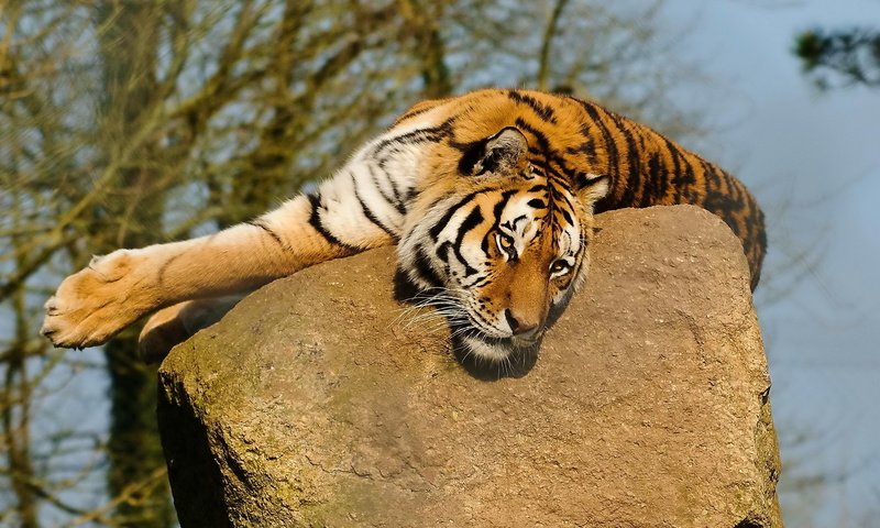 Обои тигр, морда, деревья, природа, лежит, хищник, камень, усы. лапы, tiger, face, trees, nature, lies, predator, stone, mustache. paws разрешение 1920x1200 Загрузить