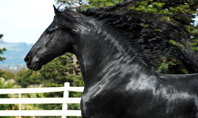 Обои лошадь, черный, конь, грива, жеребец, красавец, фриз, вороной, фризская лошадь, friesian horse, horse, black, mane, stallion, handsome, frieze, crow разрешение 2560x1713 Загрузить