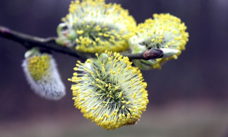 Обои ветка, цветение, макро, весна, верба, branch, flowering, macro, spring, verba разрешение 2560x1600 Загрузить