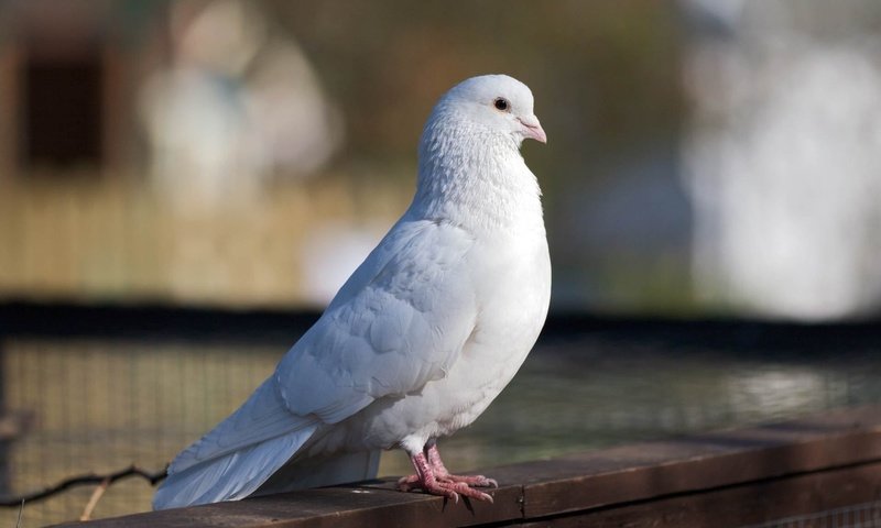 Обои белый, птица, красивый, голубь, white, bird, beautiful, dove разрешение 1920x1200 Загрузить