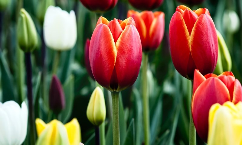 Обои цветы, бутоны, весна, тюльпаны, разные, flowers, buds, spring, tulips, different разрешение 2880x1800 Загрузить