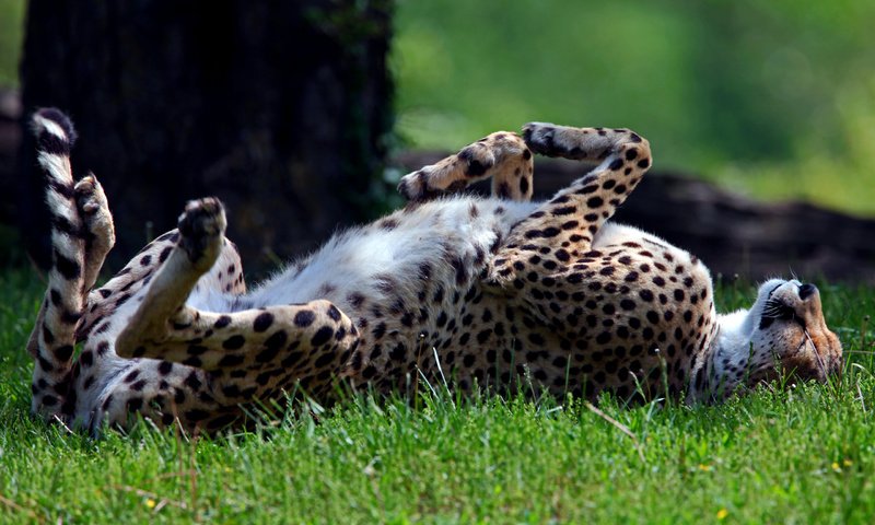 Обои трава, лежит, спит, хищник, гепард, дикая кошка, солнечно, grass, lies, sleeping, predator, cheetah, wild cat, sunny разрешение 2560x1600 Загрузить