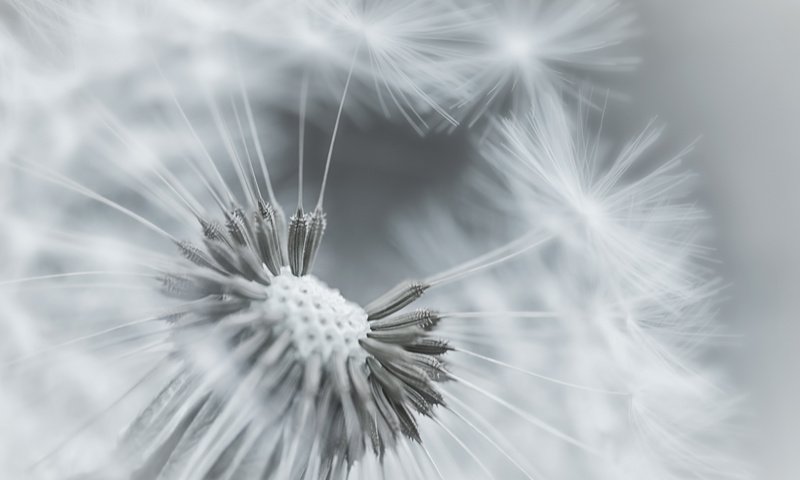 Обои фокус камеры, макро, цветок, одуванчик, пушинки, the focus of the camera, macro, flower, dandelion, fuzzes разрешение 1920x1200 Загрузить