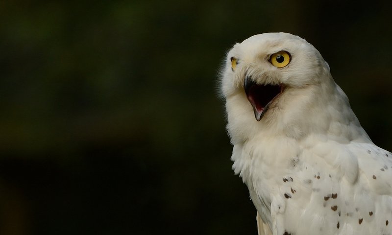 Обои глаза, сова, птица, клюв, белая, полярная, полярная сова, eyes, owl, bird, beak, white, polar, snowy owl разрешение 2048x1363 Загрузить