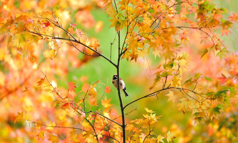 Обои дерево, листья, ветки, осень, птица, воробей, клен, tree, leaves, branches, autumn, bird, sparrow, maple разрешение 1920x1280 Загрузить