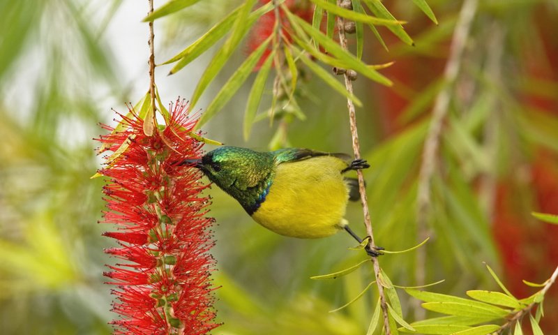 Обои ветка, природа, цветок, африка, птица, оперение, нектарница, branch, nature, flower, africa, bird, tail, the sunbird разрешение 1920x1080 Загрузить