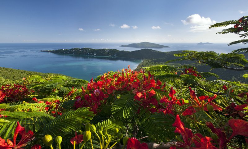 Обои цветы, природа, пейзаж, море, карибские острова, flowers, nature, landscape, sea, caribbean islands разрешение 1920x1200 Загрузить