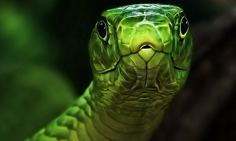 Обои глаза, змея, зеленая, голова, пресмыкающееся, eyes, snake, green, head, reptile разрешение 1920x1080 Загрузить