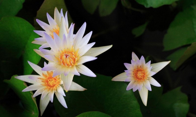 Обои цветы, белые, лилии, кувшинки, flowers, white, lily, water lilies разрешение 1920x1200 Загрузить
