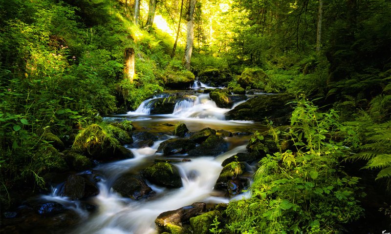 Обои деревья, река, камни, лес, ручей, германия, шварцвальд, trees, river, stones, forest, stream, germany, the black forest разрешение 2560x1600 Загрузить