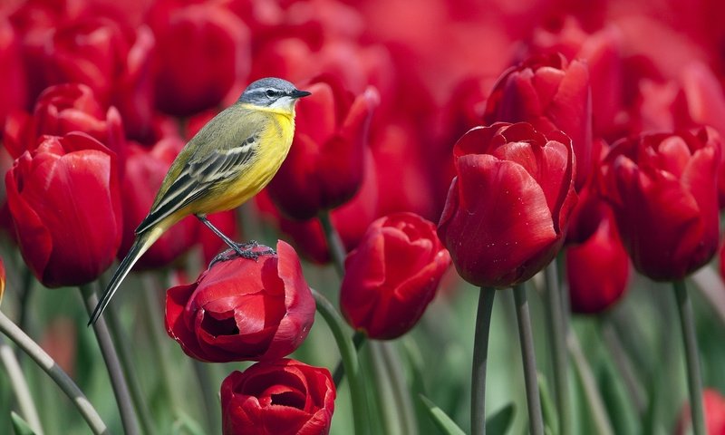 Обои птица, весна, тюльпаны, синица, синичка цветы, bird, spring, tulips, tit, titmouse flowers разрешение 1920x1080 Загрузить