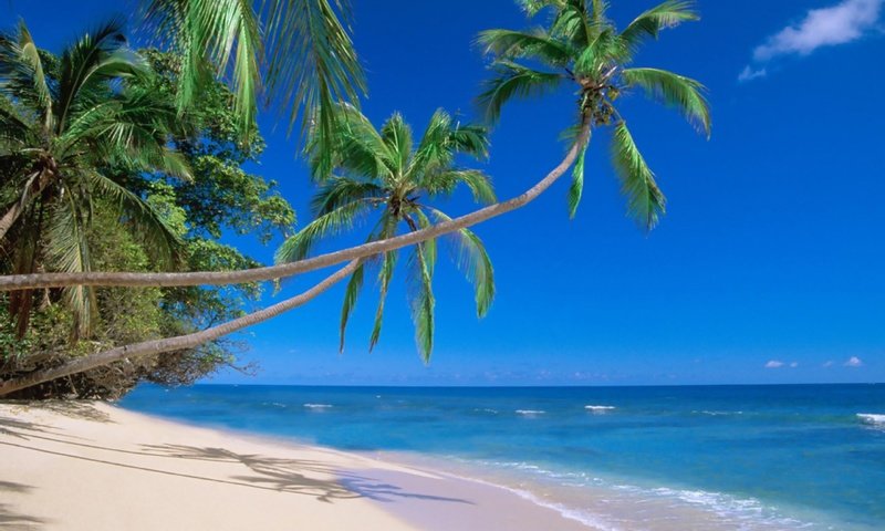 Обои пляж, пальмы, тропики, мальдивы, beach, palm trees, tropics, the maldives разрешение 2560x1920 Загрузить