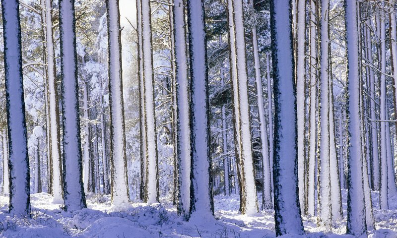 Обои деревья, снег, лес, зима, стволы, хвойный лес, trees, snow, forest, winter, trunks, coniferous forest разрешение 1920x1080 Загрузить