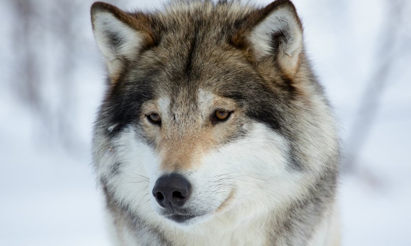 Обои морда, зима, животные, взгляд, хищник, волк, face, winter, animals, look, predator, wolf разрешение 2019x1294 Загрузить