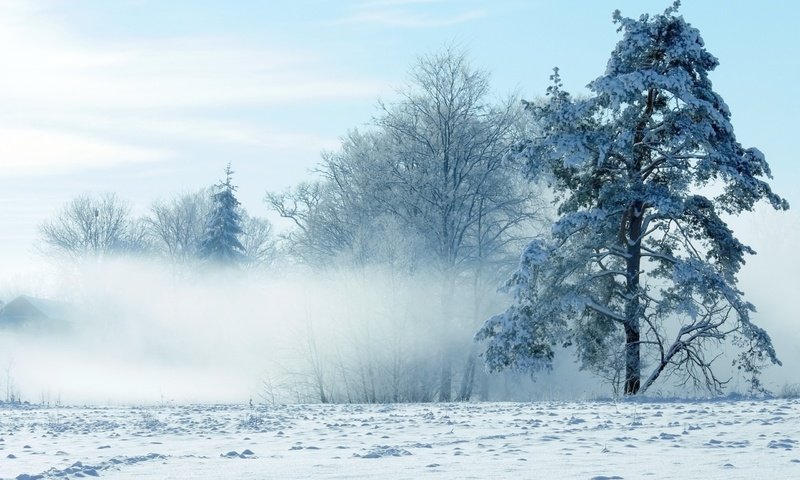 Обои небо, деревья, снег, природа, зима, the sky, trees, snow, nature, winter разрешение 2560x1600 Загрузить