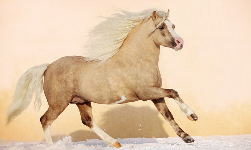 Обои лошадь, конь, грива, жеребец, жеребенок, аллюр, horse, mane, stallion, foal, allure разрешение 2560x1600 Загрузить