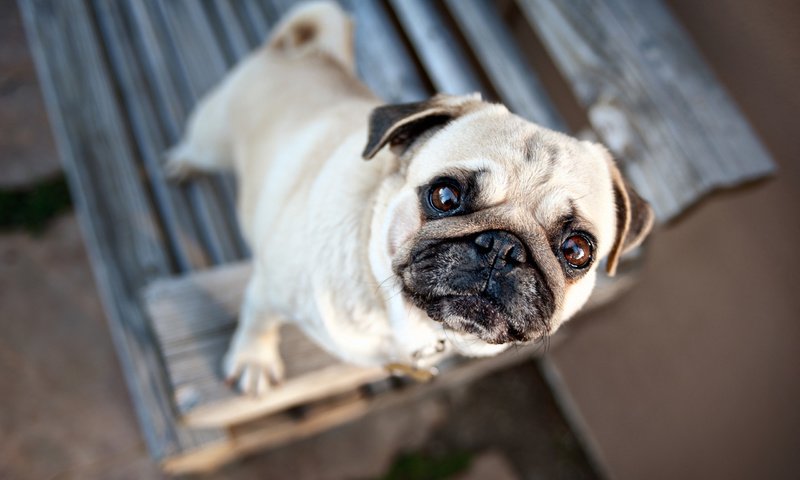 Обои глаза, мордочка, взгляд, собака, мордашка, уши, мопс, eyes, muzzle, look, dog, face, ears, pug разрешение 2560x1600 Загрузить