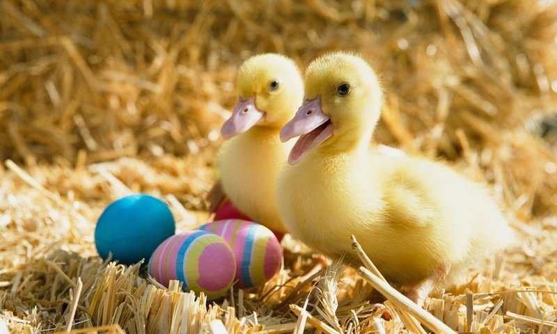 Обои птицы, пасха, яйца, праздник, утята, солома, утки, birds, easter, eggs, holiday, ducklings, straw, duck разрешение 1920x1200 Загрузить