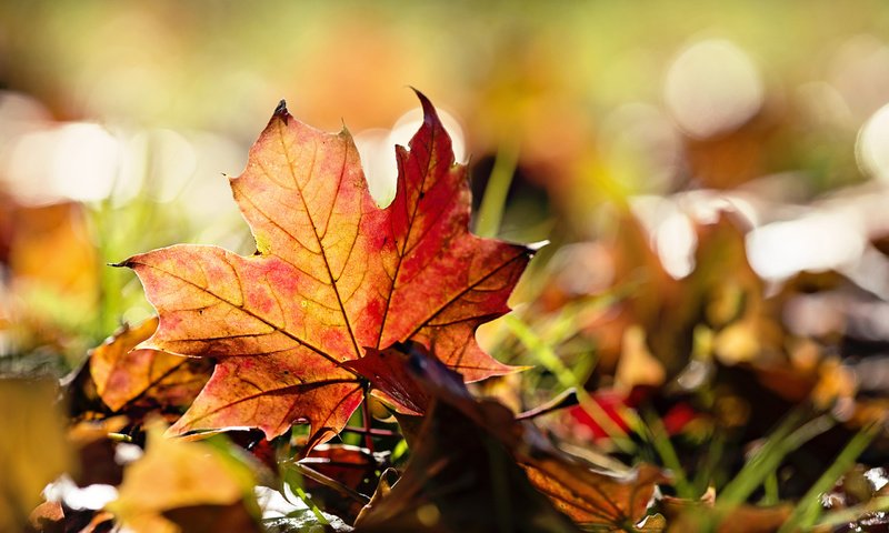 Обои трава, природа, листья, макро, осень, grass, nature, leaves, macro, autumn разрешение 2560x1600 Загрузить